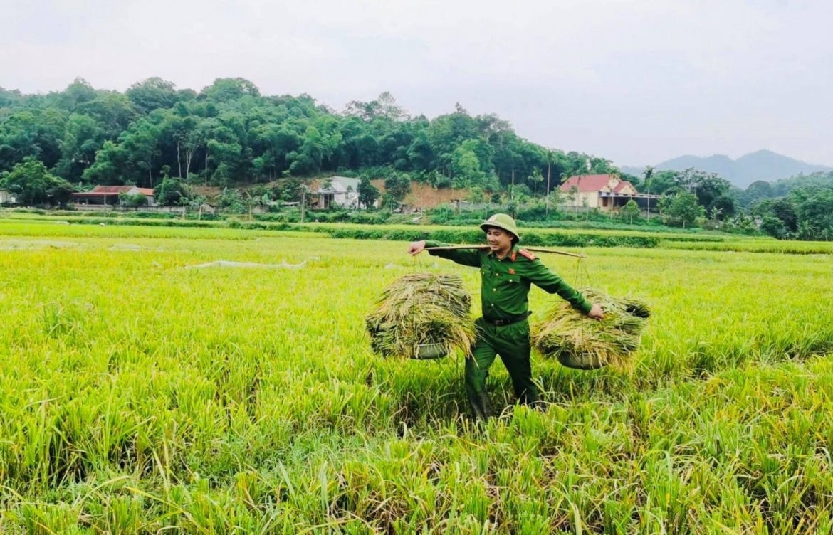 In Quy Luong Commune, after weather forecasts warn of prolonged heavy rain in the coming days, youth union members from the commune police immediately head to the field to help residents harvest ripened rice before thunderstorms arrive.