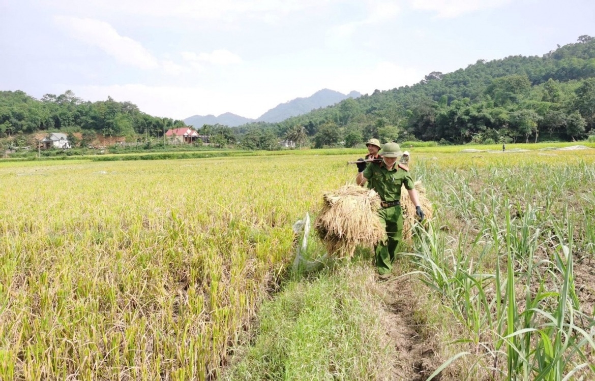 The harvest season unfolds in a spirit of solidarity and shared effort. Across the rice field, alongside the familiar silhouettes of farmers, the mud-stained uniforms of commune police officers become a moving image as they work side by side with local farmers to bring in the crop before the rain arrives.