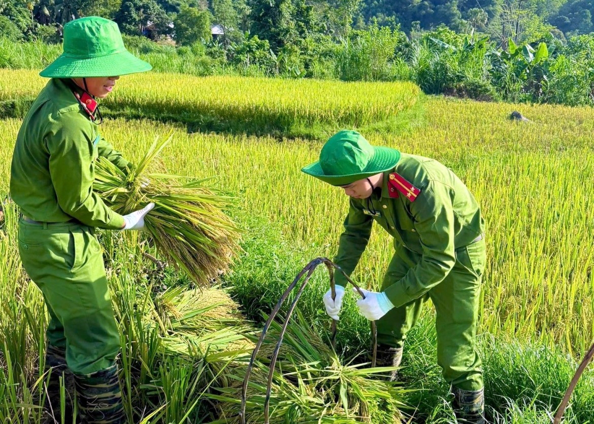 Officers and soldiers from Thanh Quan Commune Police help local farmers harvest rice and transport the grain to collection points during the busy harvest season.