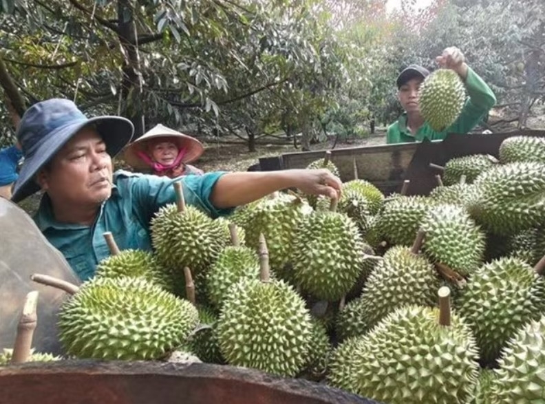 Farmers harvest durians at an orchard in Dong Nai city. (Photo: VNA)
