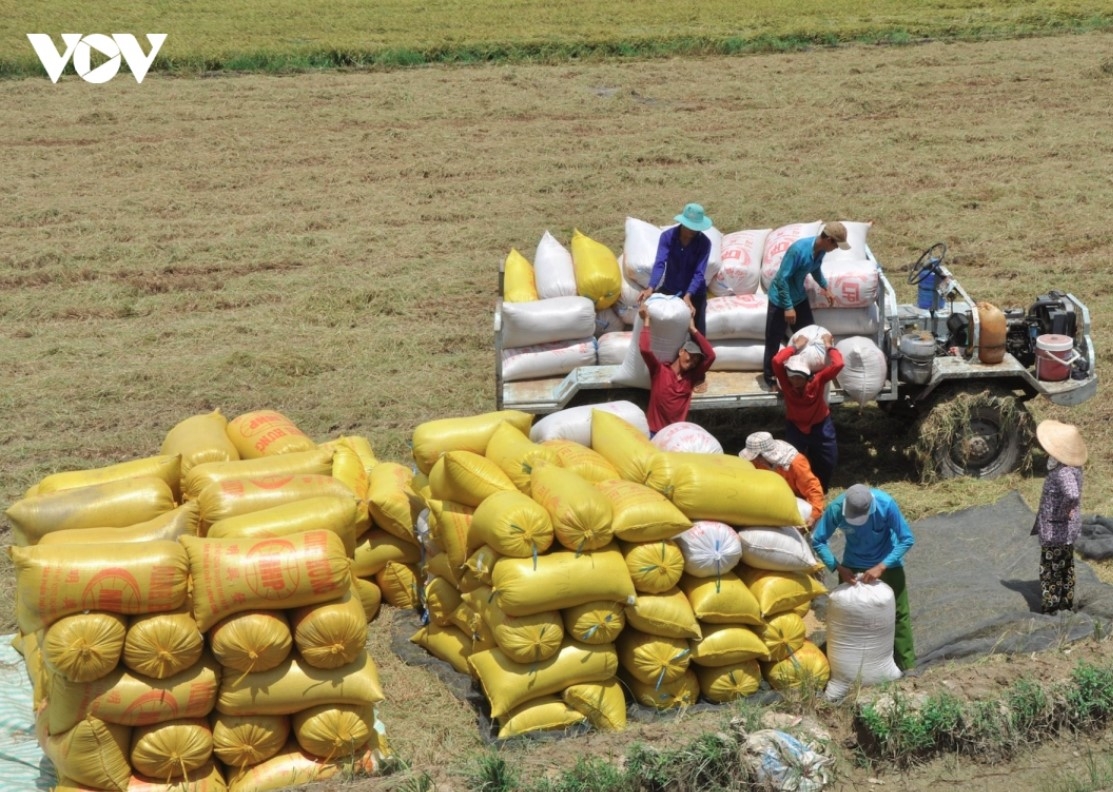 Vietnam's rice export prices rise as Philippine imports resume
