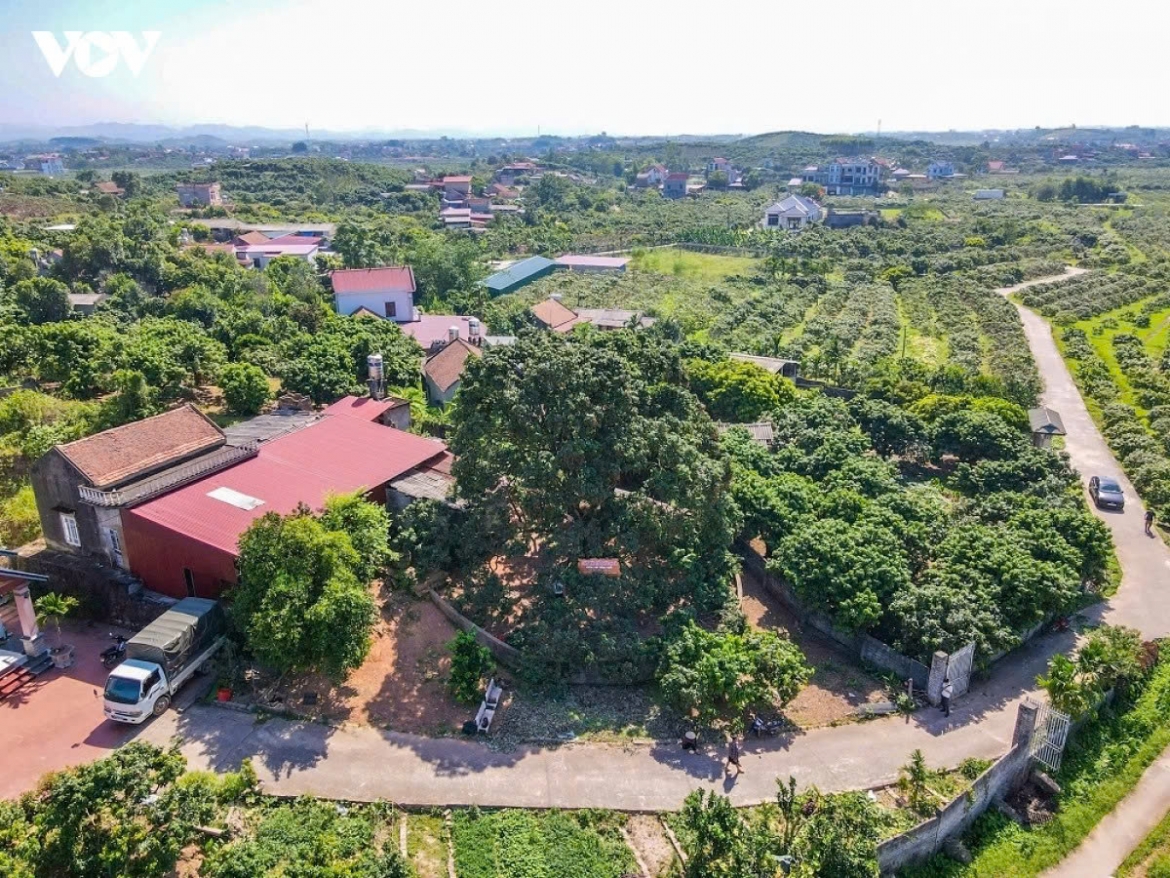 Widespread heatwaves in late May, with temperatures reaching 37-39 degrees Celsius and exceeding 40 degrees Celsius in some areas, have significantly affected this year’s lychee crop in Phuc Hoa commune, Bac Ninh province, reducing yields and causing fruit scorching in some orchards.