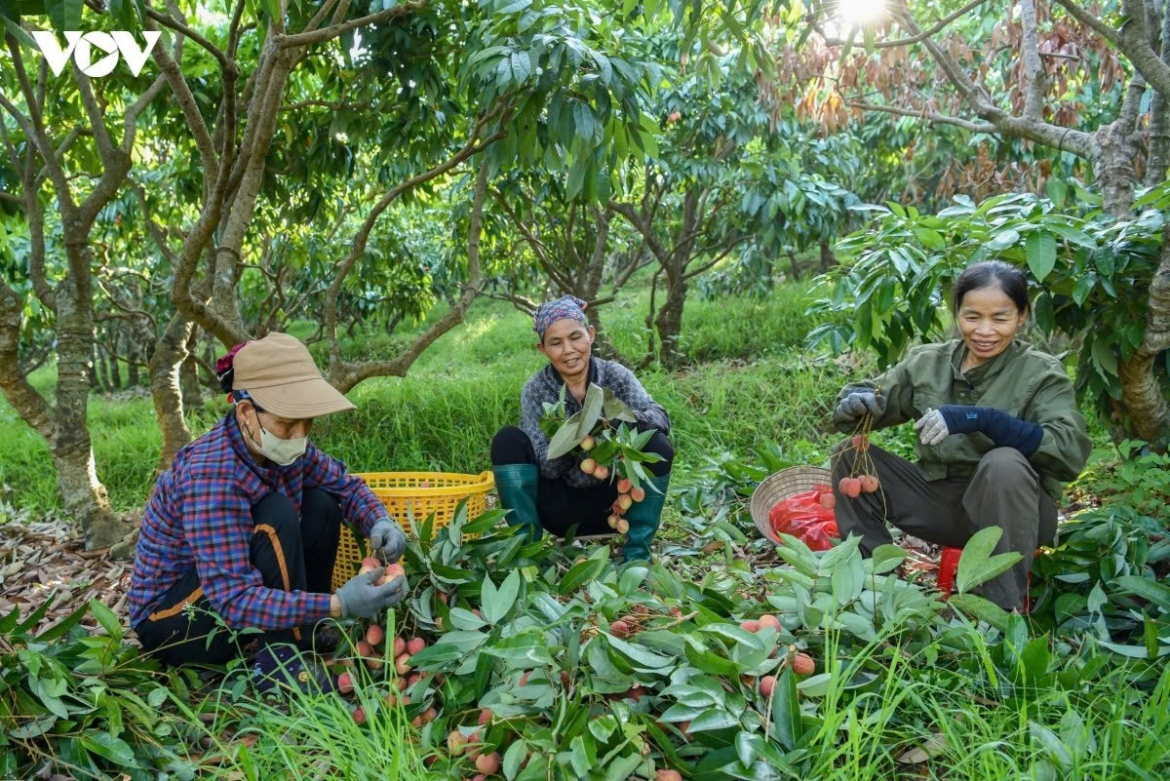 Despite the hardship, Thang still feels proud and happy to see lychees from his hometown gaining wider recognition, being exported to more countries and welcomed by overseas consumers.