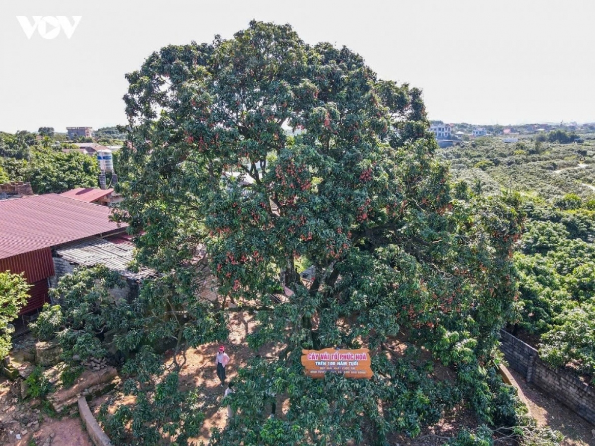 According to Thuy, the 2026 lychee season in Phuc Hoa commune has featured a series of activities, including the granting of rights to care for and promote the commune’s heritage lychee tree, a gala celebrating the early harvest season and a “Beautiful Lychee Garden” contest, alongside the initial development of experiential tourism routes under the “Sweet Fruit Land of Phuc Hoa” brand.
The activities have attracted hundreds of tour groups and more than 10,000 visitors to local lychee orchards.