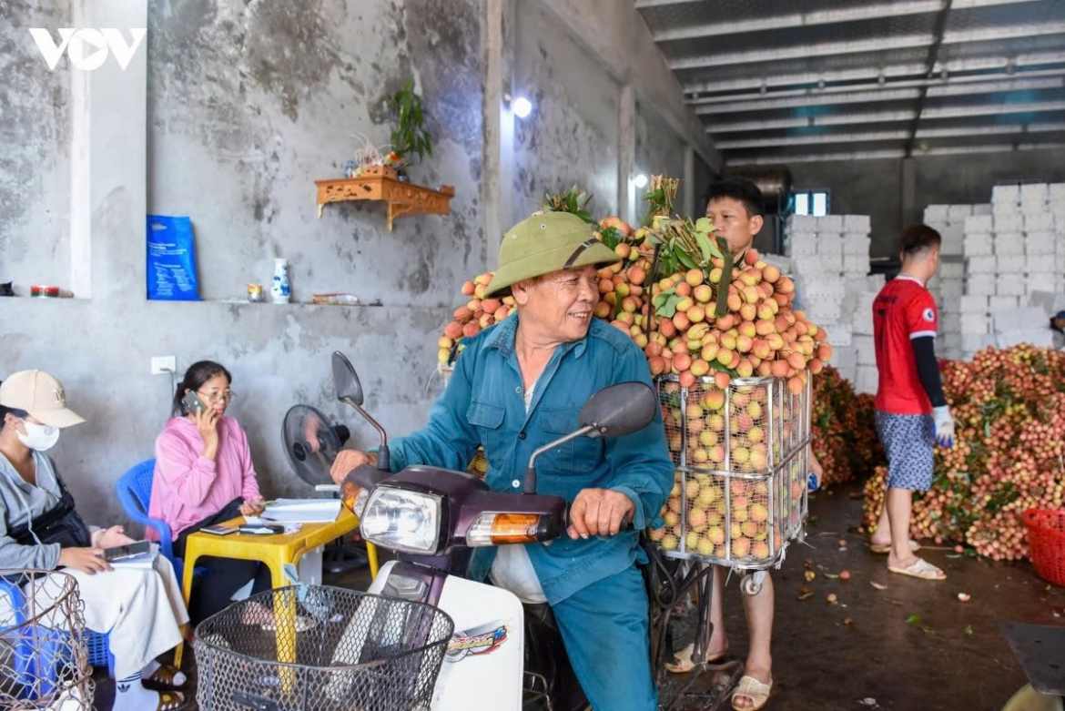 Based on this year’s lychee season, local leaders are pursuing a range of measures to develop the Phuc Hoa early-ripening lychee brand in a more sustainable direction. The measures include improving product quality from the cultivation stage through the application of VietGAP and GlobalGAP standards, the use of organic fertilisers and biological plant protection products, and ensuring clear product traceability.
