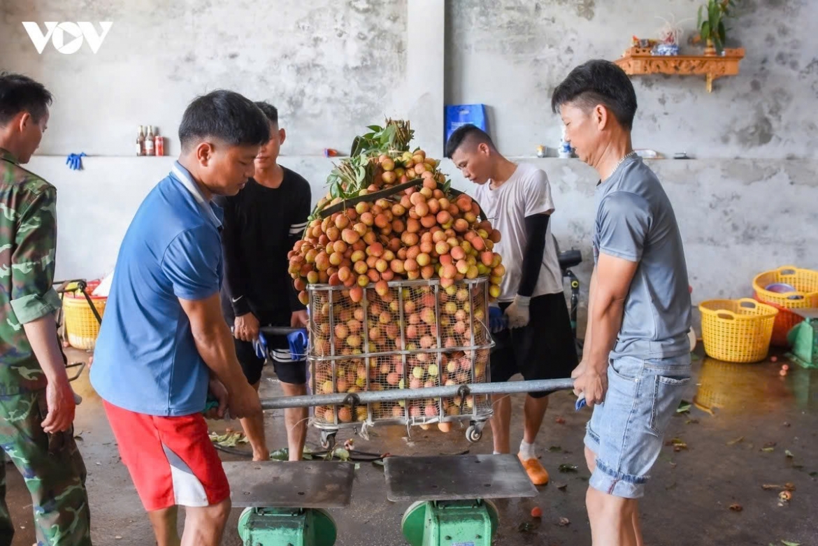 In addition, strengthening production-to-consumption linkages among growers, cooperatives and businesses is also seen as a key solution to stabilise market outlets, raise product value and minimize risks for lychee growers.