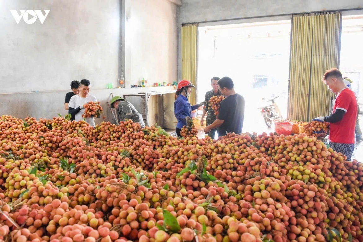 At collection points in Phuc Hoa commune, motorbikes loaded with lychees, carrying up to 80-100 kilograms each, head to major purchasing hubs for early-ripening lychees.