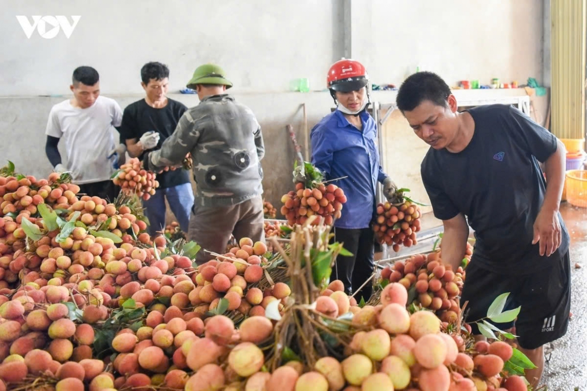 After being purchased by traders, the lychees are carefully arranged before transport.