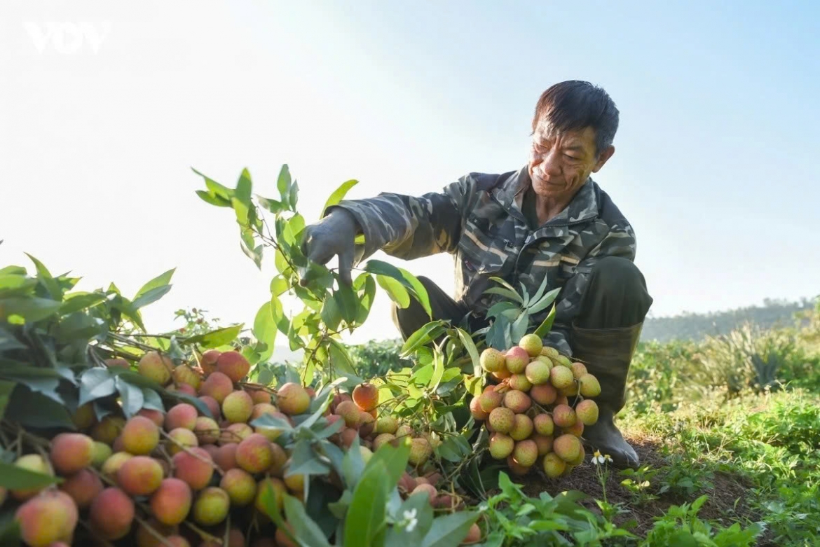 Tran Van Dinh, a resident of Lan Thinh village in Phuc Hoa commune, Bac Ninh province, wakes up at 3 a.m. to prepare for the lychee harvest. His family owns about 0.5 hectares of hillside lychee trees, and their orchard recently won a consolation prize in the commune’s “Beautiful Lychee Garden” contest. However, this year’s output has fallen sharply compared with last year despite favourable prices and stronger consumption.
