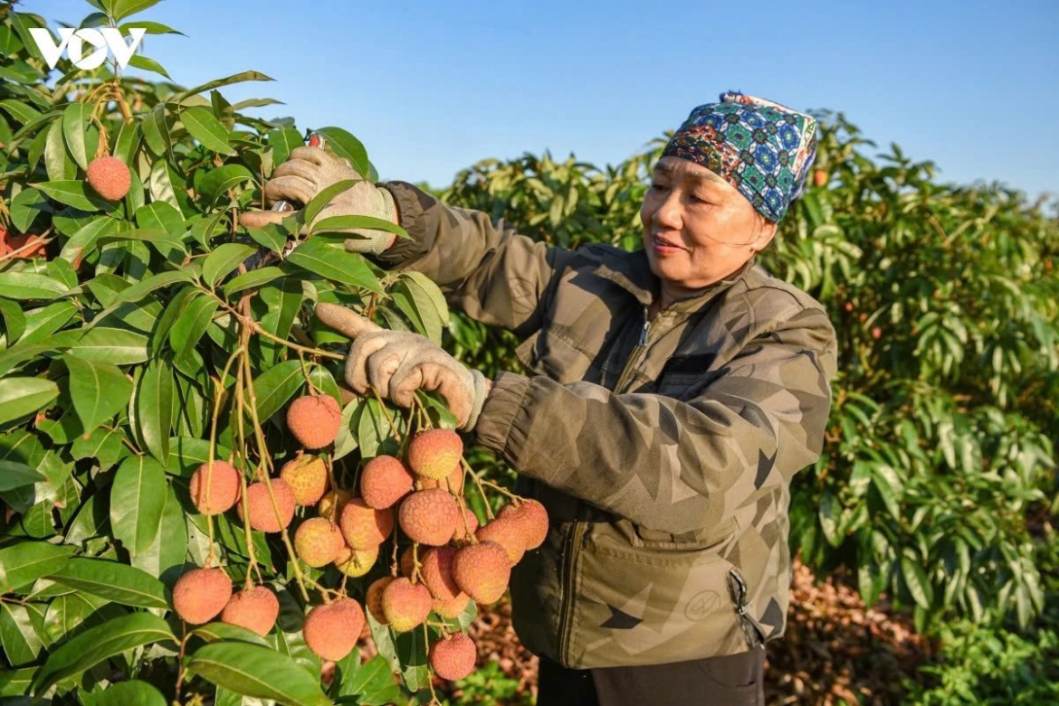 According to Dinh, this year’s lychees have maintained high quality, with sweet fruit and an attractive appearance. With technical support and training from localities, growers have increasingly focused on safe cultivation practices, improving quality and building the Phuc Hoa lychee brand.