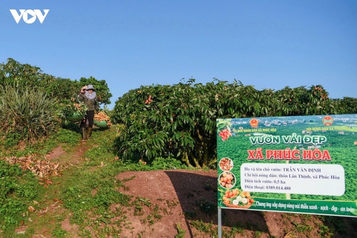 From early morning under scorching heat, residents of Lan Thinh village in Phuc Hoa commune are  busy harvesting early-ripening lychees to ensure fruit quality.