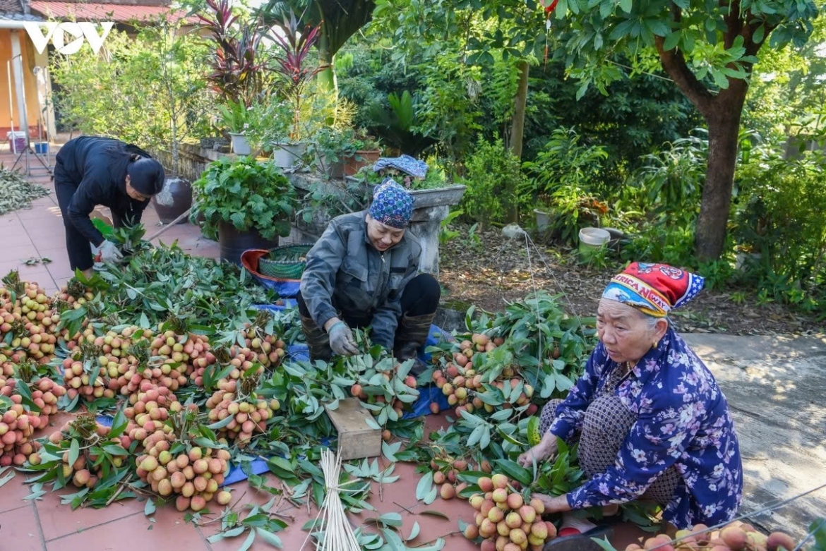 The stems are carefully trimmed and each lychee is sorted to ensure only high-quality fruit is bundled for sale.