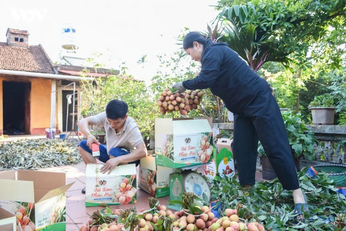 Lychee prices currently range from VND30,000-35,000 per kilogram on the market, while his family’s lychees are still selling for around VND40,000 per kilogram, Dinh says.