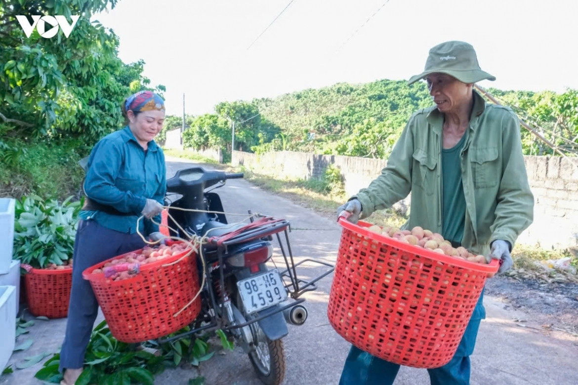 Nguyen Thi Ha, a resident of Quoc Du 2 village in Phuc Hoa commune, Bac Ninh province, says her family owns about 0.5 hectares of lychee trees, but this year’s output is only about half of previous harvests. This year’s crop required intensive care from flowering to fruiting, while growers who failed to invest in proper care saw their harvests nearly wiped out,  Ha explains.