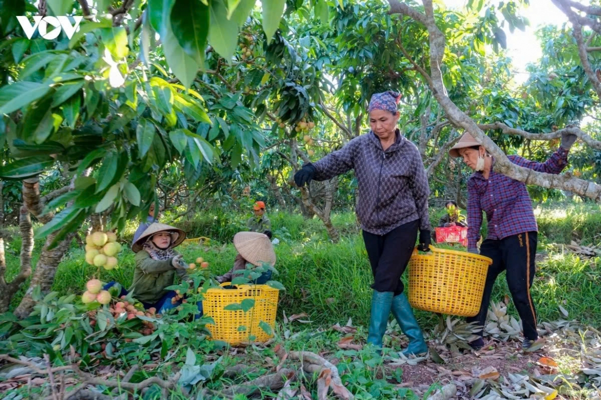 During the harvest season, her family hires additional workers to keep up with export orders for foreign companies. For years, the family has worked with export firms under linked production arrangements, helping their lychees meet high quality standards.