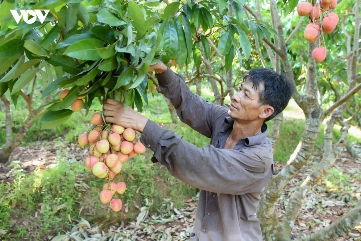 Seasonal growers are also entering the peak lychee harvest season. According to Truong Minh Thang, from Tan Yen commune in Bac Ninh province, lychee picking often starts at around 3 a.m. and continues until 9 or 10 a.m. under intense heat. Wages currently range from VND70,000-80,000 per hour, but rising living costs continue to put pressure on farmers’ livelihoods.