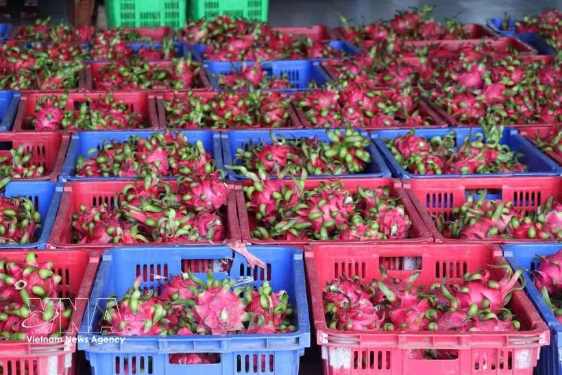 Dragon fruit is among major foreign currency earner of Vietnam. (Photo: VNA)