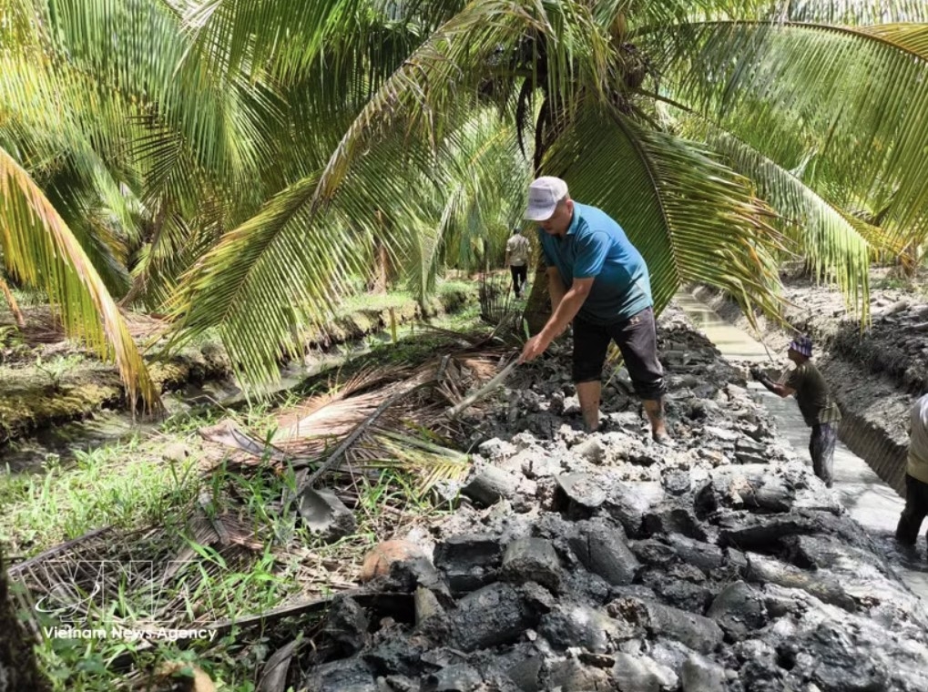 Farmers apply alluvial silt to a coconut orchard to help retain soil moisture and cope with drought and saltwater intrusion. (Photo: VNA)