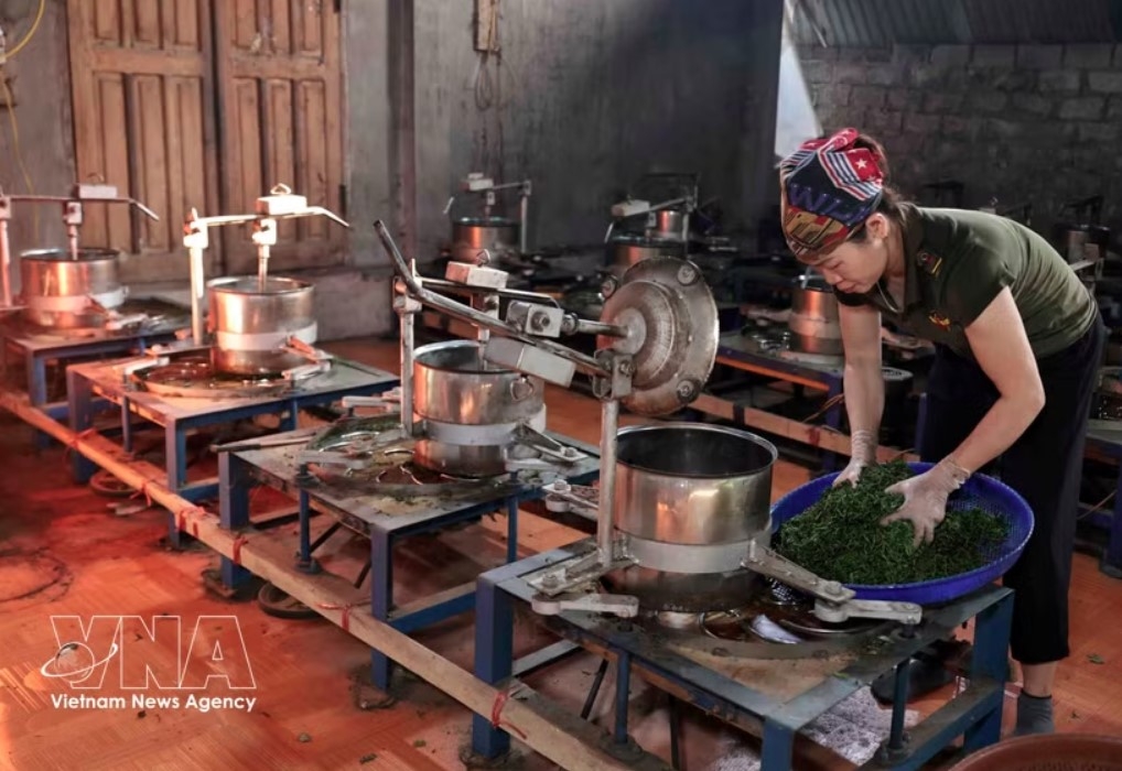 Lien Minh Agricultural Cooperative in Thai Nguyen province, provides stable employment for hundreds of its members. (Photo: VNA)