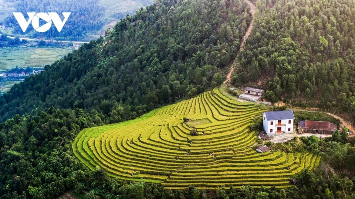 Terraced rice fields in Tuyen Quang province, northern Vietnam