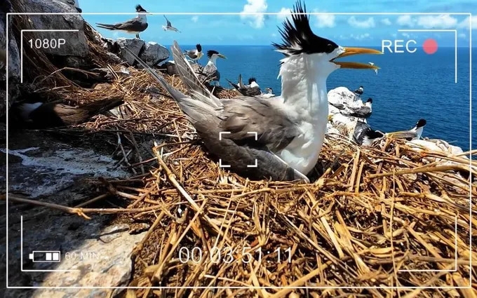 "Vietnam Wild Live" broadcast from Con Dao National Park is expected to bring nature closer to the public. (Photo: organisers)