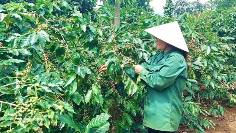 A farmer is harvesting coffee in Quang Tri province. Vietnam is speeding up the development of a 2020 forest boundary map to help exporters comply with the European Union Deforestation Regulation. (Photo: VNA)