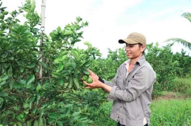 A farmer harvests seedless lemons in Vinh Long province. A national database covering all agricultural land, rather than only export-oriented production areas, is essential for meeting international standards and improving sector governance. (Photo: VNA)