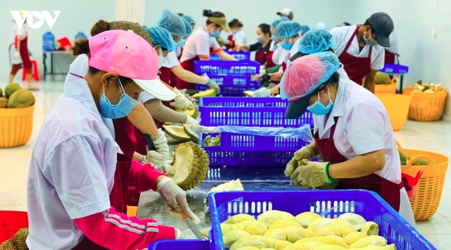 Agro-forestry-fishery exports see solid growth in first five months