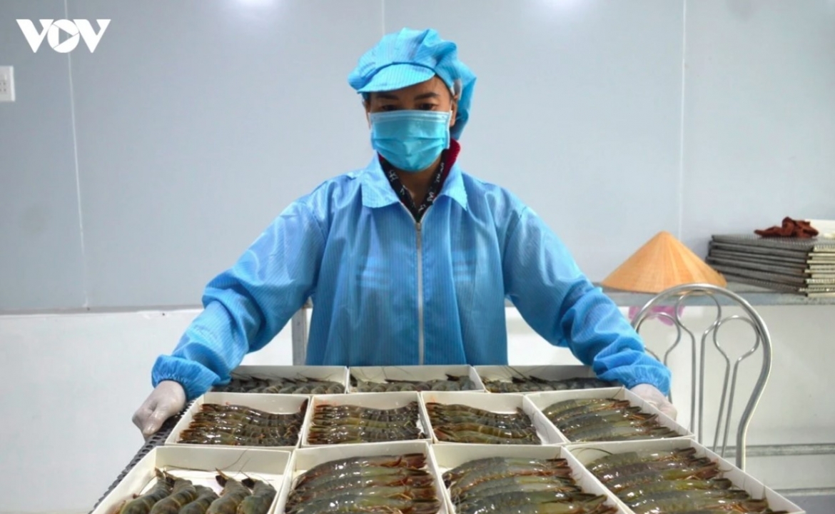 Shrimp and pangasius sustain momentum in seafood export growth 