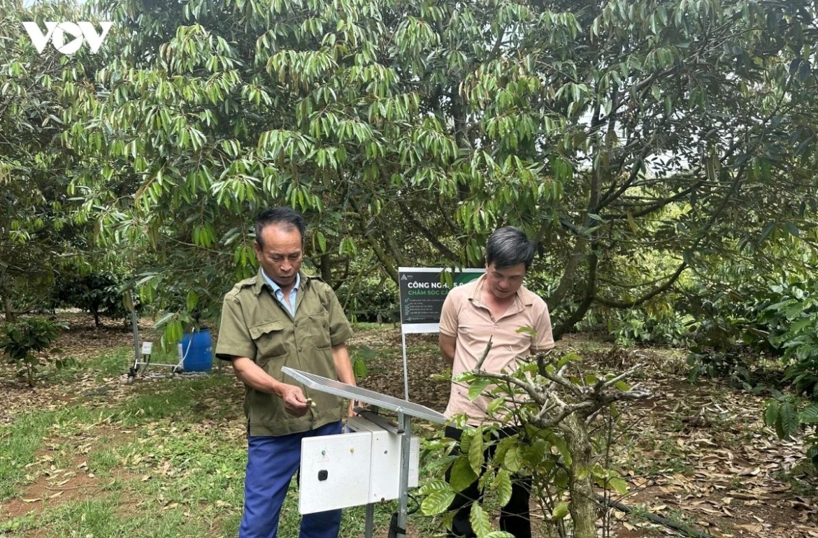 Sensor devices are used to monitor soil pH and nutrient levels in durian-growing areas in Dak Lak province.