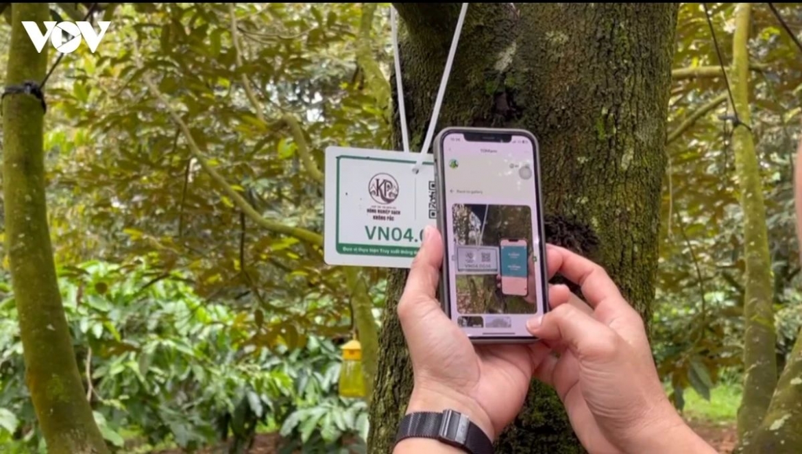 Many cooperatives in Dak Lak Province have adopted traceability systems for durian production from the orchard level.
