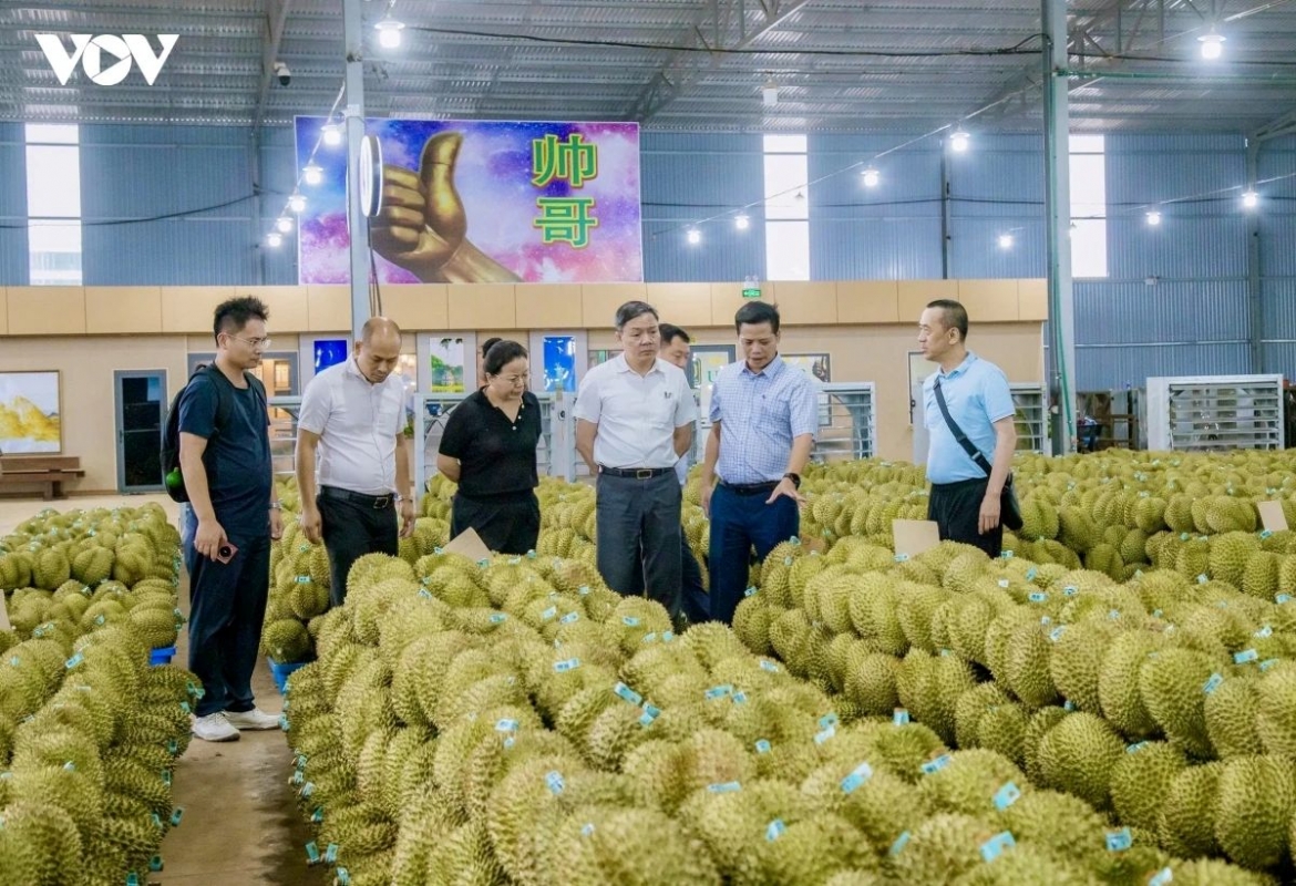 The development of a traceability system, together with stricter quality control mechanisms for durian, has become essential to maintaining export markets.