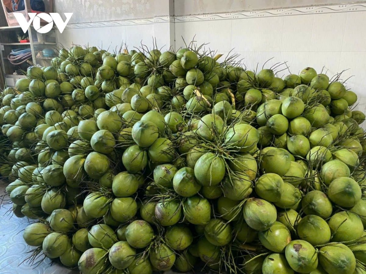 Vietnam's fresh coconuts