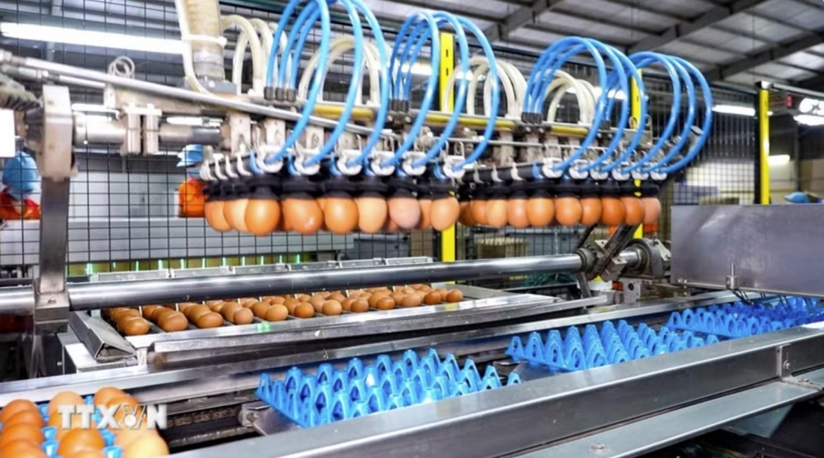 An egg collection and sorting line at QL VietNam Agroresources Co., Ltd. in Tay Ninh province (Illustrative photo)