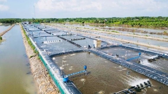 Ca Mau province expands the area of circular shrimp farming using RAS-IMTA technology (Illustration photo)