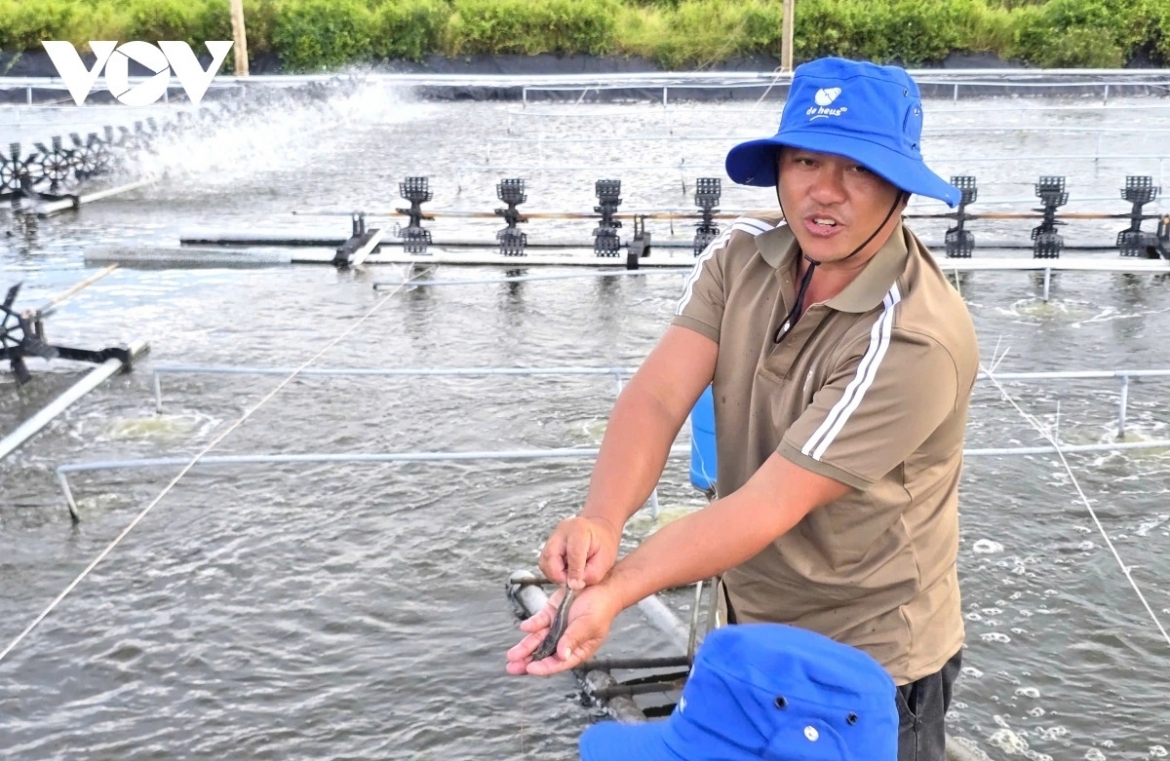 Advanced farming technologies have helped boost shrimp productivity in the southern province of Ca Mau