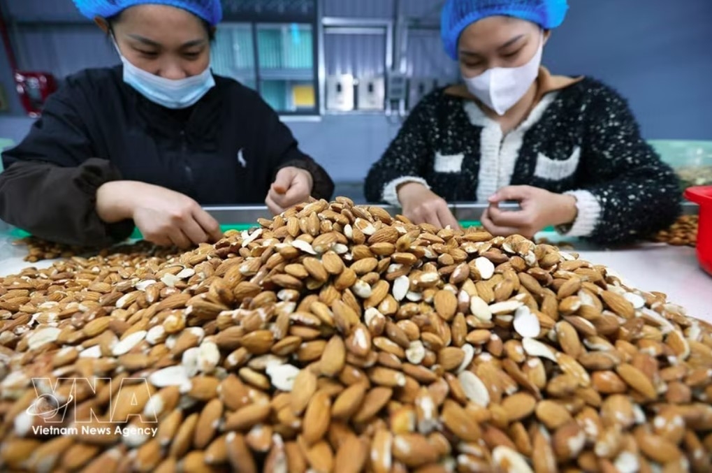 Workers sort and process almonds for export at the factory of Gold Tree Food Vietnam Co., Ltd., a wholly Chinese-owned company, in Tu Ha Industrial Park, Hue city. (Photo: VNA)