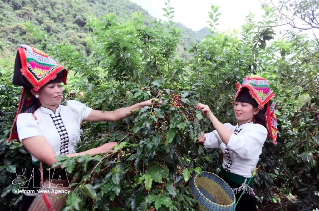 Farmers in Muoi Noi commune, Son La province, harvest coffee. (Photo: VNA)