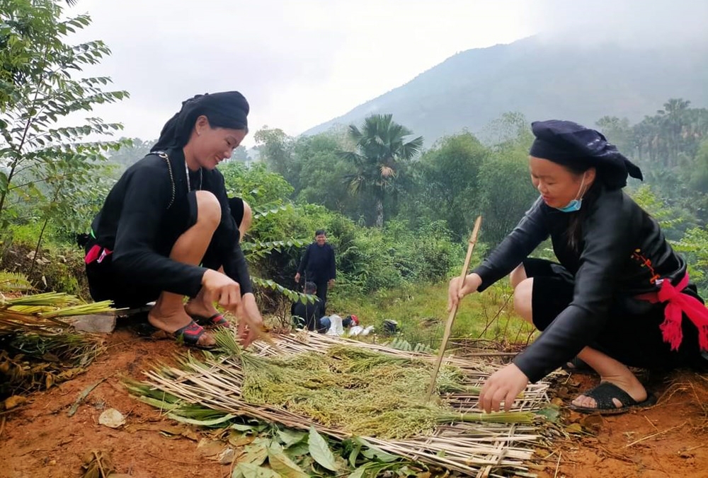 Glutinous rice is traditionally processed into green rice flakes using the unique methods of the Tay ethnic people in Nghia Do commune, Lao Cai province. (Photo: VHO)