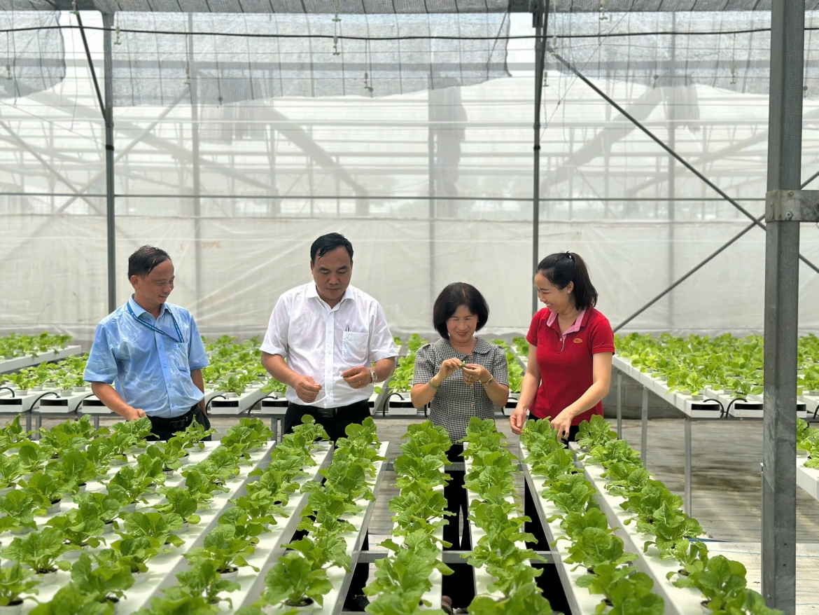 Ho Chi Minh City Agricultural Hi-Tech Park successfully breeds high-value vegetables and flowers.
 (Photo: sggp.org.vn)
