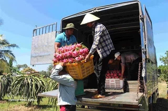 Harvesting dragon fruits in Lam Dong province. The EU is drafting new rules to tighten maximum residue limits for eight pesticide active ingredients for imported fruits from other countries, including Vietnam. (Photo: VNA)