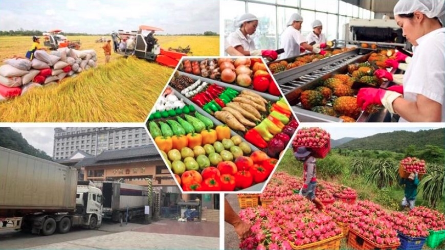 Vietnamese agricultural products officially exported to the Chinese market (Illustrative photo)