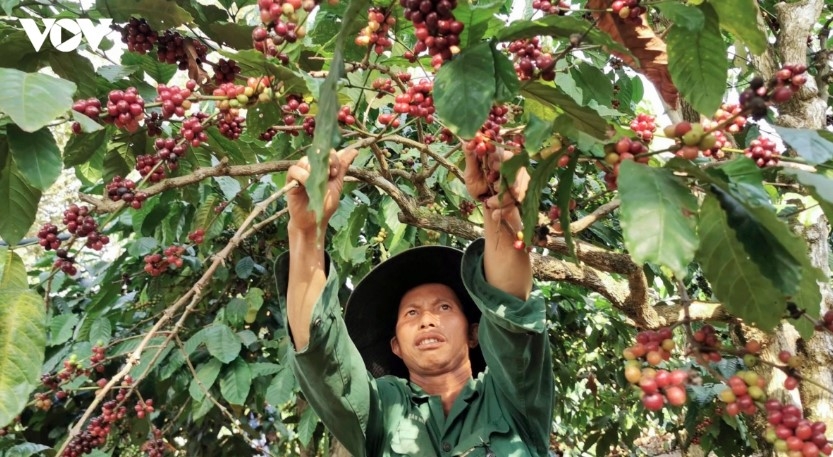 Coffee exports soar but prices sink to their lowest level in two years