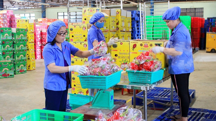 Vietnam’s dragon fruit exports gain momentum in Thailand, rising 184% in the first half of 2026 (Illustrative photo) 