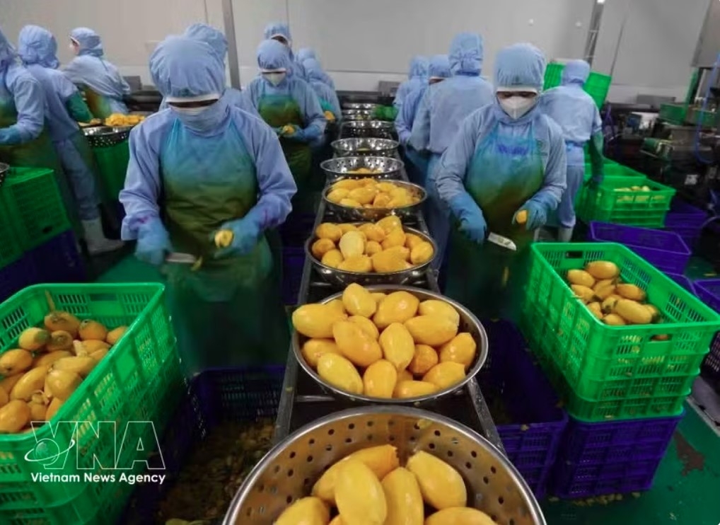 Vietnam-Mongolia trade turnover holds strong potential for growth, particularly in agricultural exports. (Illustrative photo: VNA)
