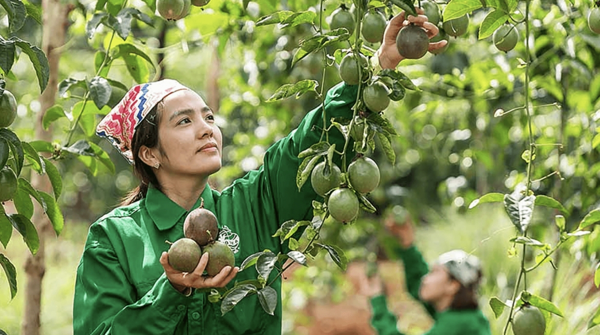Passion fruit generates high revenues for Vietnamese enterprises in the EU
 (Photo: tapchicongthuong.vn)