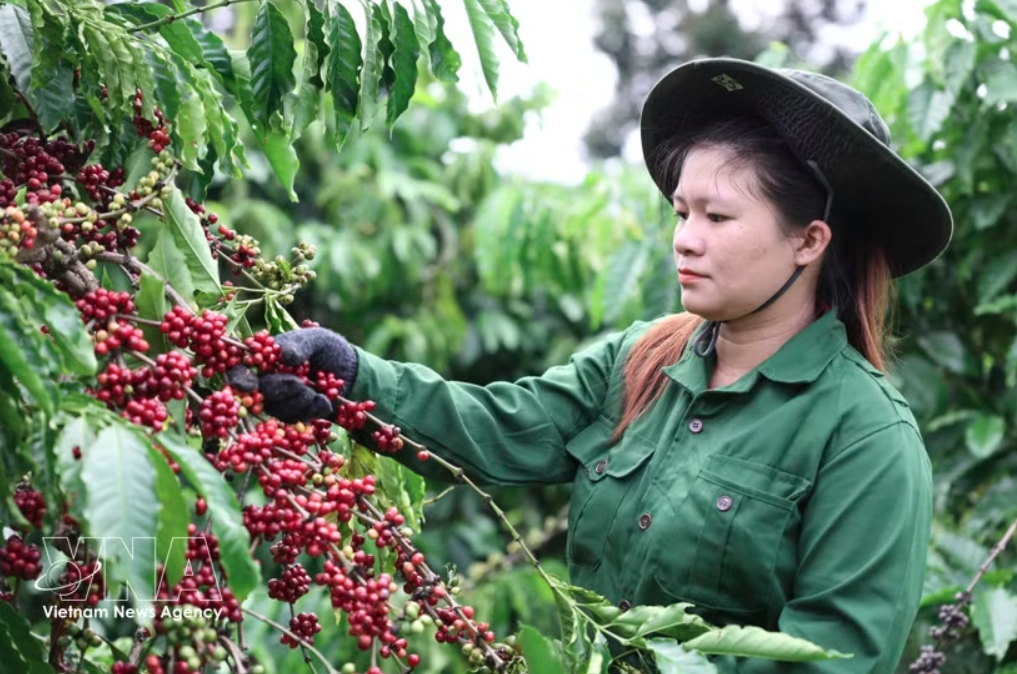 A farmer harvests coffee (Photo: VNA)