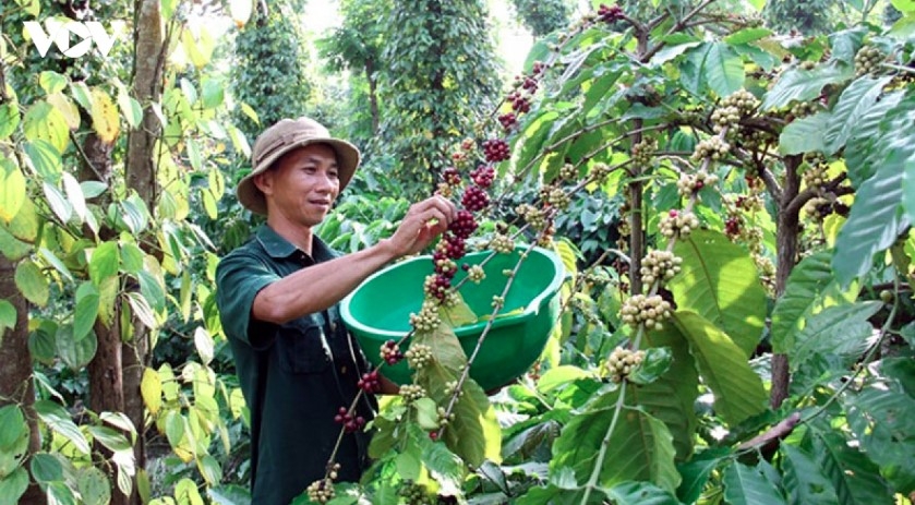 Vietnam exports 1.45 million tonnes of coffee worth US$6.6 billion between Jan. - Sept. 2026, with foreign-invested firms accounting for over 40% of revenue.